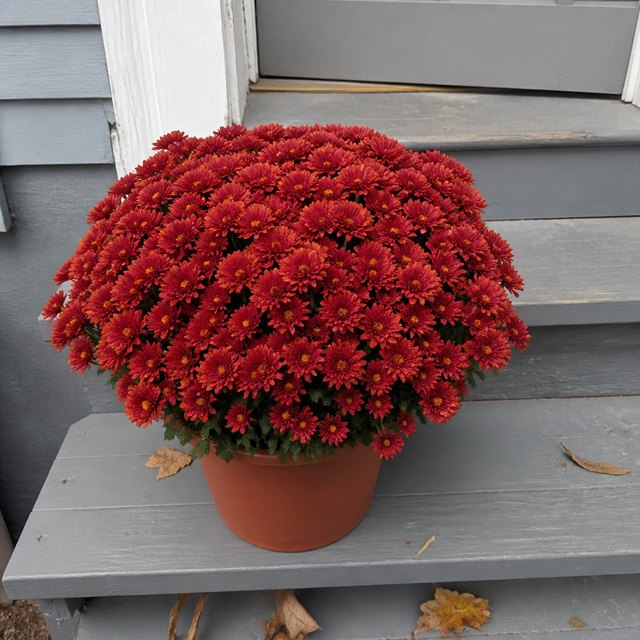 One potted red mum in a terracotta pot on a wooden porch step